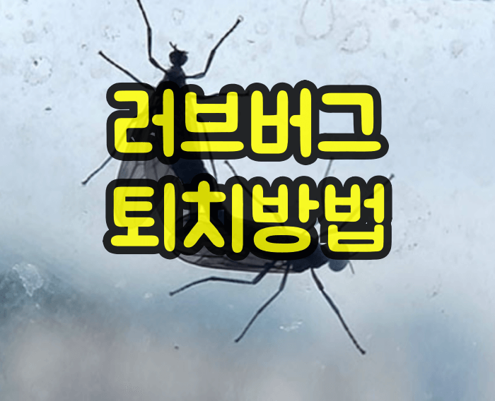 러브버그 퇴치방법