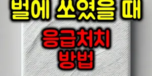 벌에 쏘였을 때 처치방법