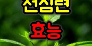 천심련 효능