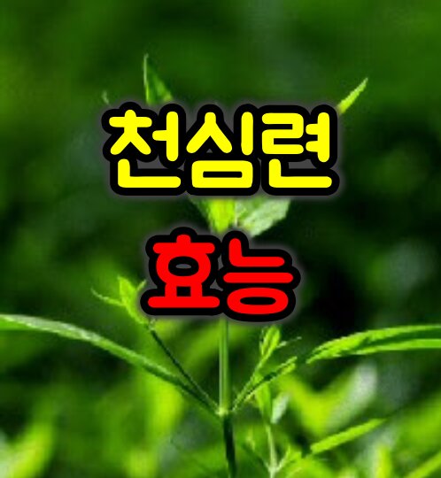 천심련 주요 효능 및 복용방법