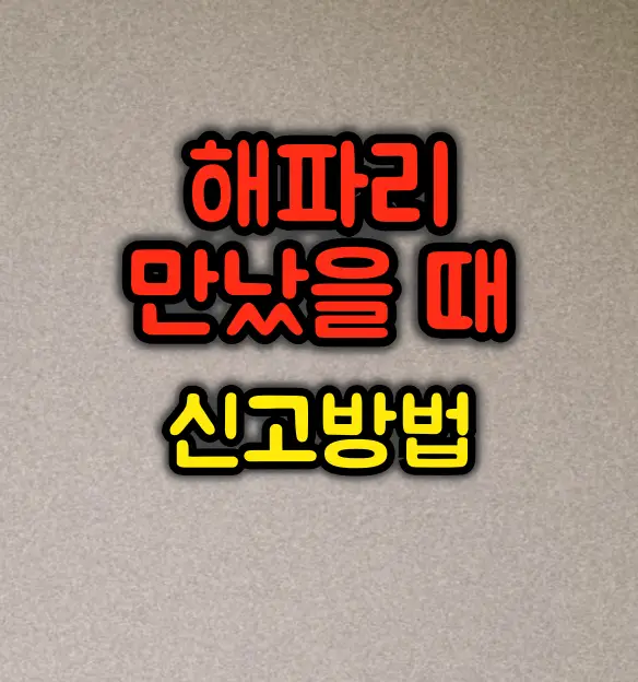 해파리 만났을 때 대처방법 및 신고방법